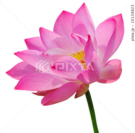 Pink lotus 10138823