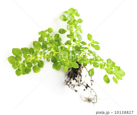 Plant 10138827
