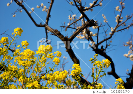 梅　菜の花　青空 10139170