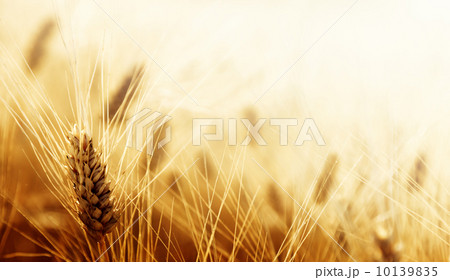 Wheat field 10139835