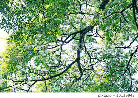 夏の木々 10139942