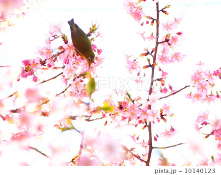恵心院の河津桜 10140123