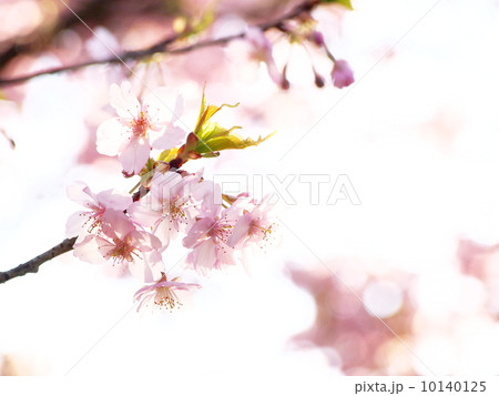 恵心院の河津桜 10140125