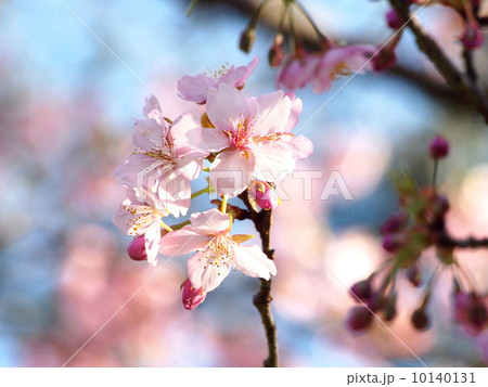 恵心院の河津桜 10140131