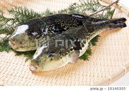 とらふぐ 10140305