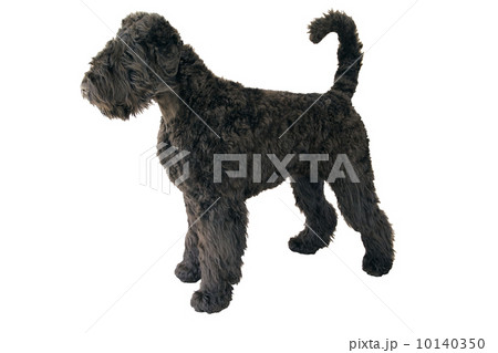 shaggy giant schnauzer shaggy giant schnauzer 10140350