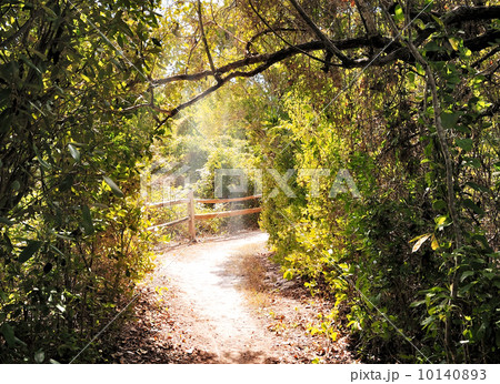 Hiking Trail In The Forest 10140893