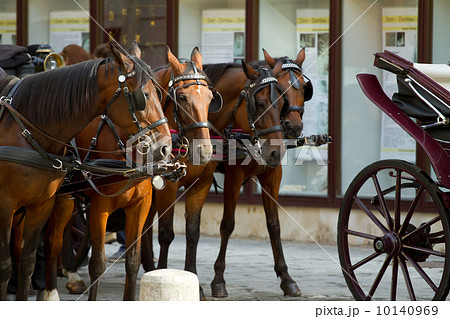 Horses Carriage Horses Carriage 10140969