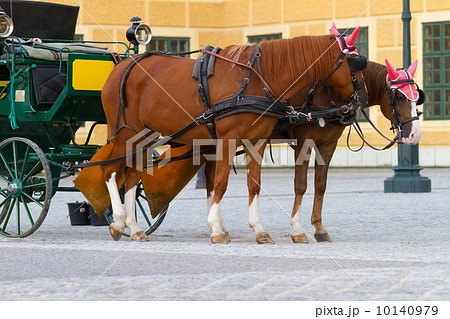 Horses for hire in Vienna Horses for hire in Vienna 10140979