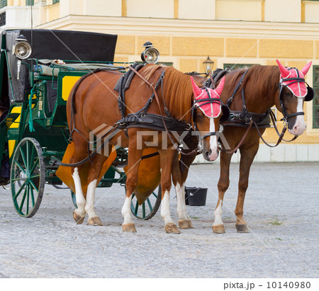 Horses for hire in Vienna Horses for hire in Vienna 10140980