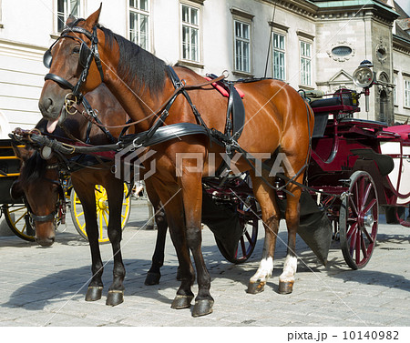 Horse-drawn Carriage in Vienna Horse-drawn Carriage in Vienna 10140982