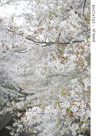 小川の上の桜 小川の上の桜 10141248