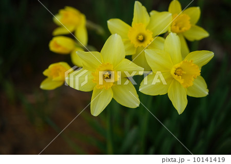 水仙 10141419