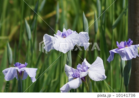 花菖蒲　江戸系　小笹川　（コザサガワ） 10141736