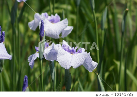 花菖蒲　江戸系　小笹川　（コザサガワ） 10141738