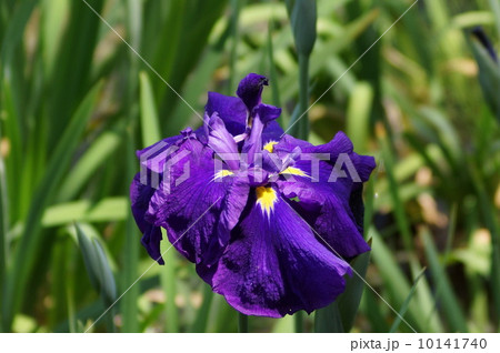 花菖蒲　肥後系　豊旗雲　（トヨハタクモ） 10141740