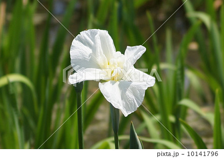 花菖蒲 白王 (ハクオウ) 花菖蒲 白王 (ハクオウ) 10141796