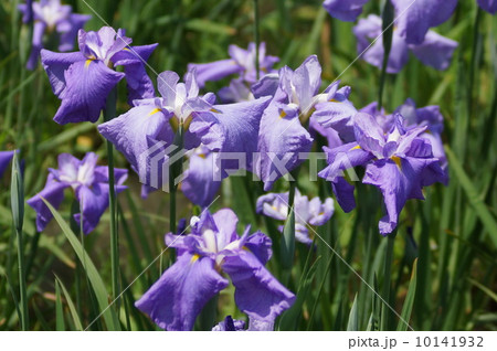 花菖蒲 伊勢系 藤代 (フジシロ) 花菖蒲 伊勢系 藤代 (フジシロ) 10141932