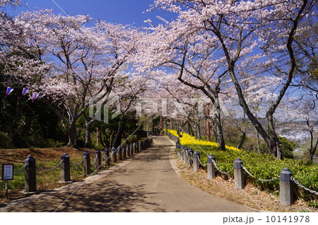 衣笠さくら祭 衣笠さくら祭 10141978