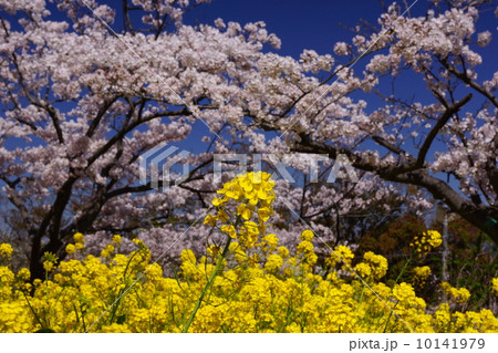 菜の花と桜 10141979