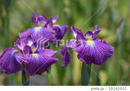 花菖蒲　江戸系　五色の珠　（ゴシキノタマ） 10142022