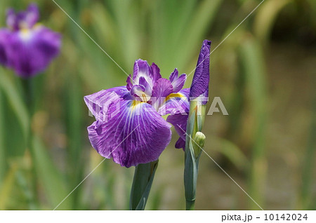 花菖蒲　江戸系　五色の珠　（ゴシキノタマ） 10142024