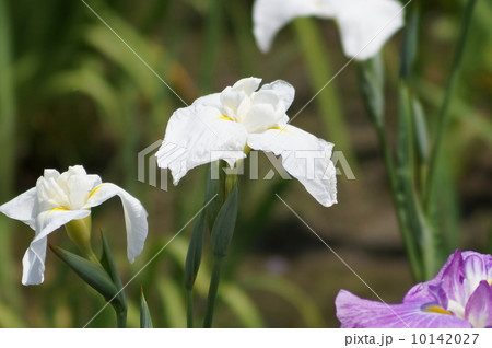 花菖蒲 江戸系 白龍の爪 (ハクリュウノツメ) 花菖蒲 江戸系 白龍の爪 (ハクリュウノツメ) 10142027
