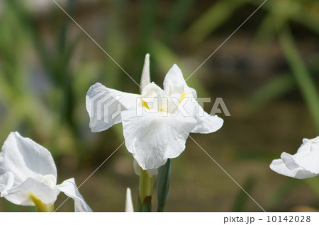花菖蒲　江戸系　白龍の爪　（ハクリュウノツメ） 10142028