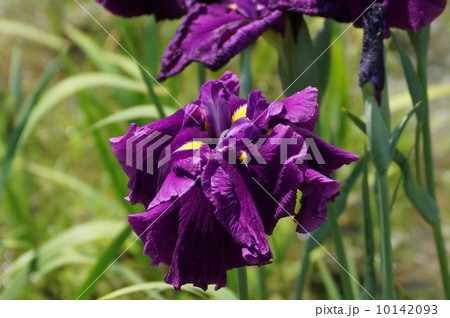 花菖蒲 肥後系 業平 (ナリヒラ) 花菖蒲 肥後系 業平 (ナリヒラ) 10142093