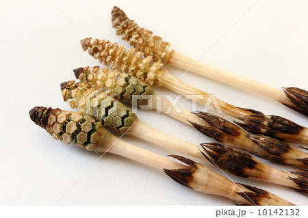 つくし つくし 10142132