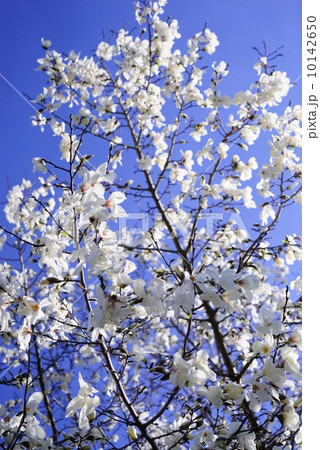 コブシの花 10142650