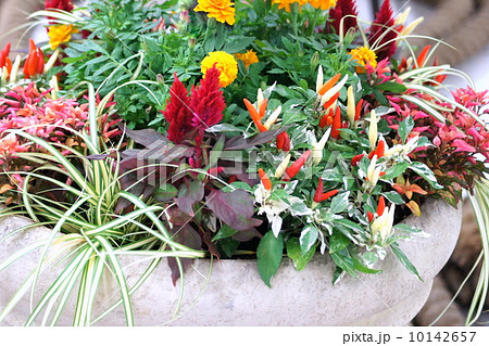 色鮮やかな秋イメージの寄植え 色鮮やかな秋イメージの寄植え 10142657