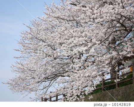 桜 10142819