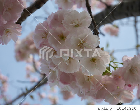 桜 10142820