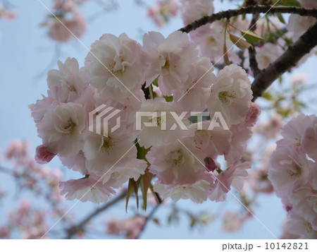 桜 10142821