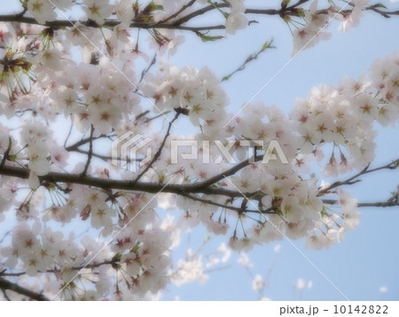 桜 10142822