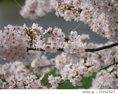桜 10142823