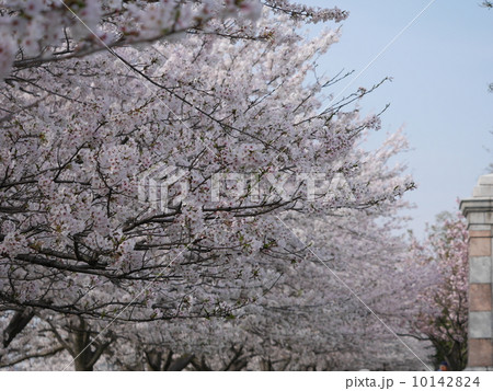 桜 10142824