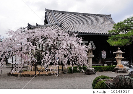 道成寺本堂のしだれ桜 10143017