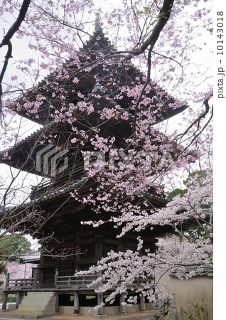 道成寺のしだれ桜　三重塔 10143018
