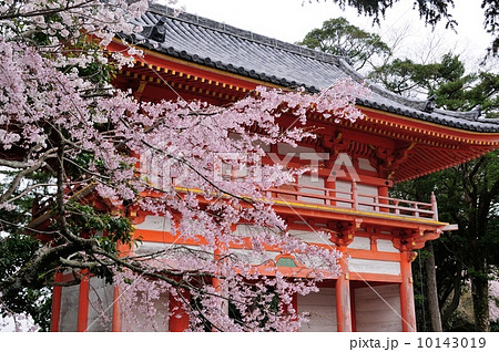 道成寺仁王門の桜 10143019