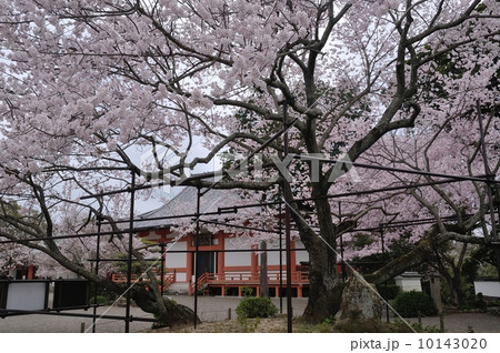 道成寺　大宝殿とさくら 10143020