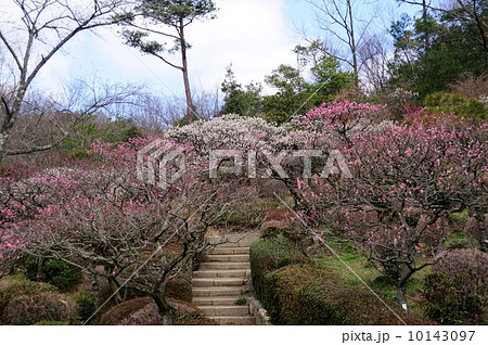 中山寺 梅林 中山寺 梅林 10143097