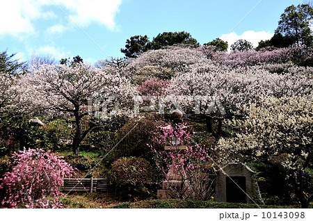 中山寺　梅林 10143098