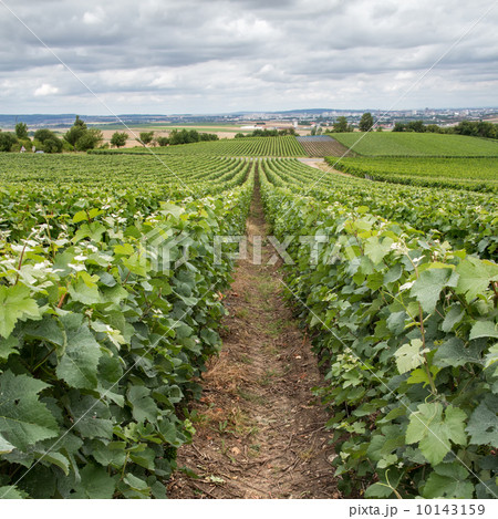 Vineyard landscape, Montagne de Reims, France 10143159