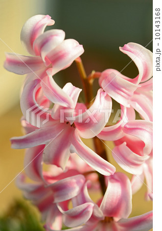 ヒヤシンス ヒヤシンス 10143168