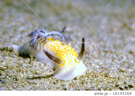 ウミウシ ウミウシ 10143169