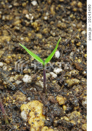ピーマンの発芽 ピーマンの発芽 10143490