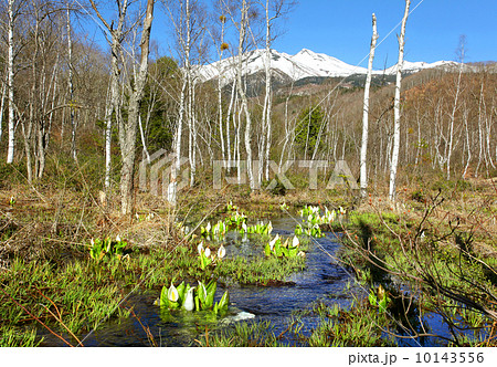 乗鞍高原 一の瀬園地水芭蕉 乗鞍高原 一の瀬園地水芭蕉 10143556