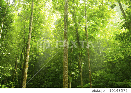 Green forest. 10143572